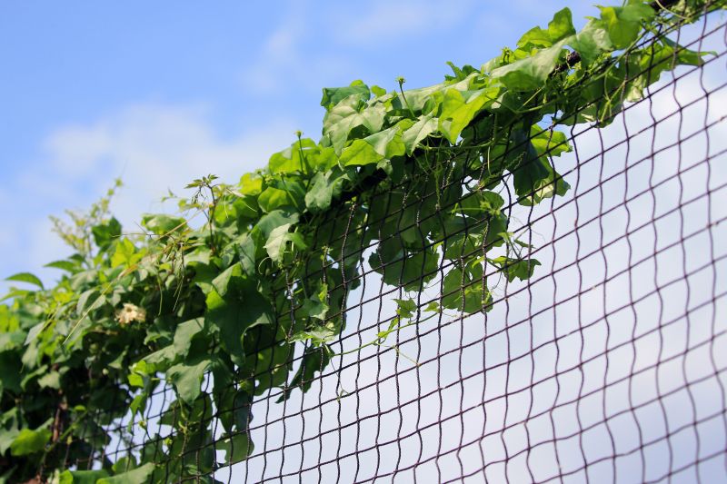 Landscaping to Prevent Poison Ivy