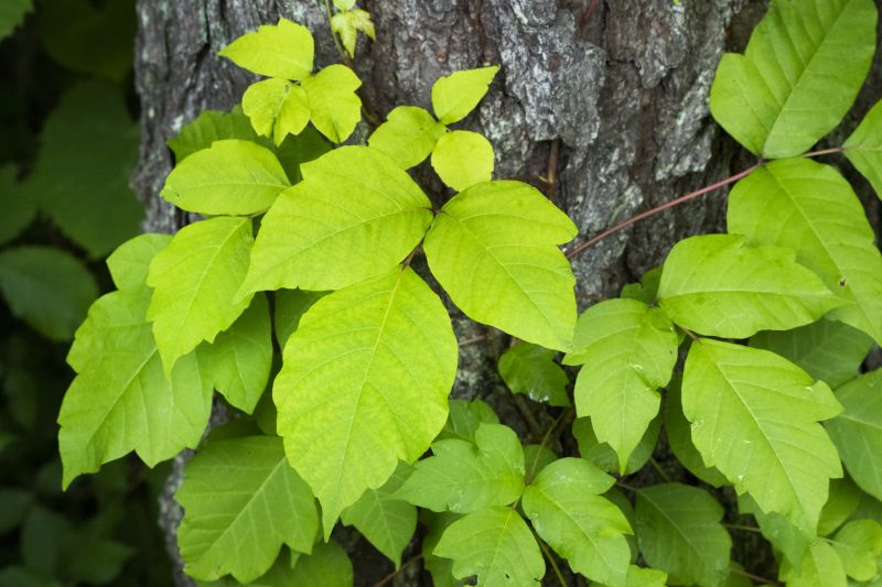 Preventative Poison Ivy Control
