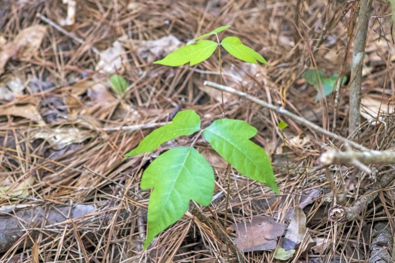 Poison Ivy Removal in Pottstown, PA
