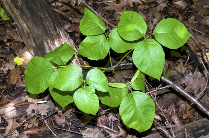 Poison Ivy Removal in Allentown, PA