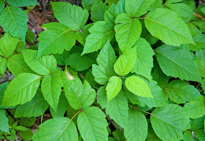 Poison Oak Removal in Philadelphia, PA