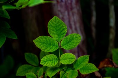 Products For Poison Ivy Controls in use